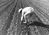 farmworker bending over in a field